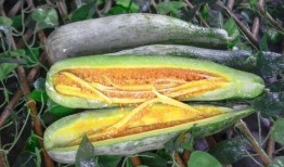 网红吃瓜金伊娜